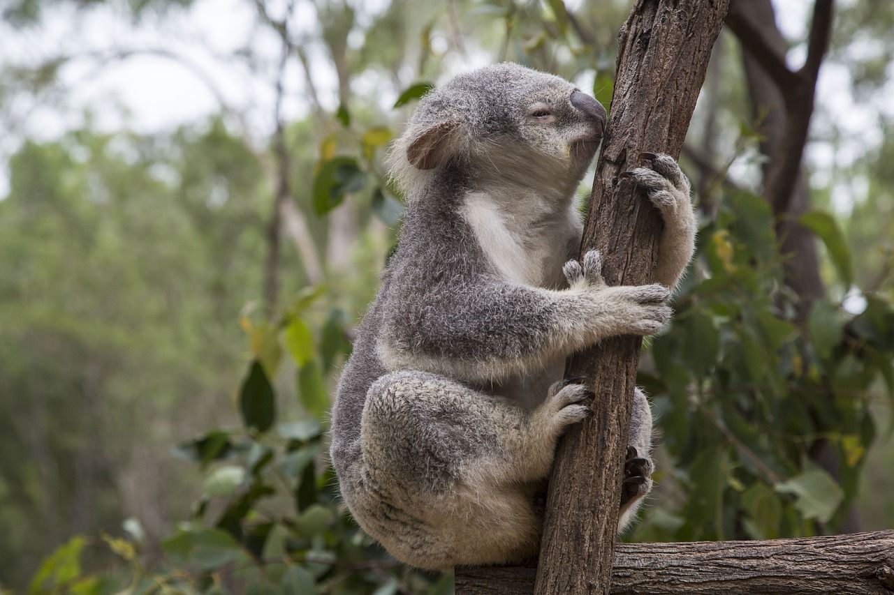 koala