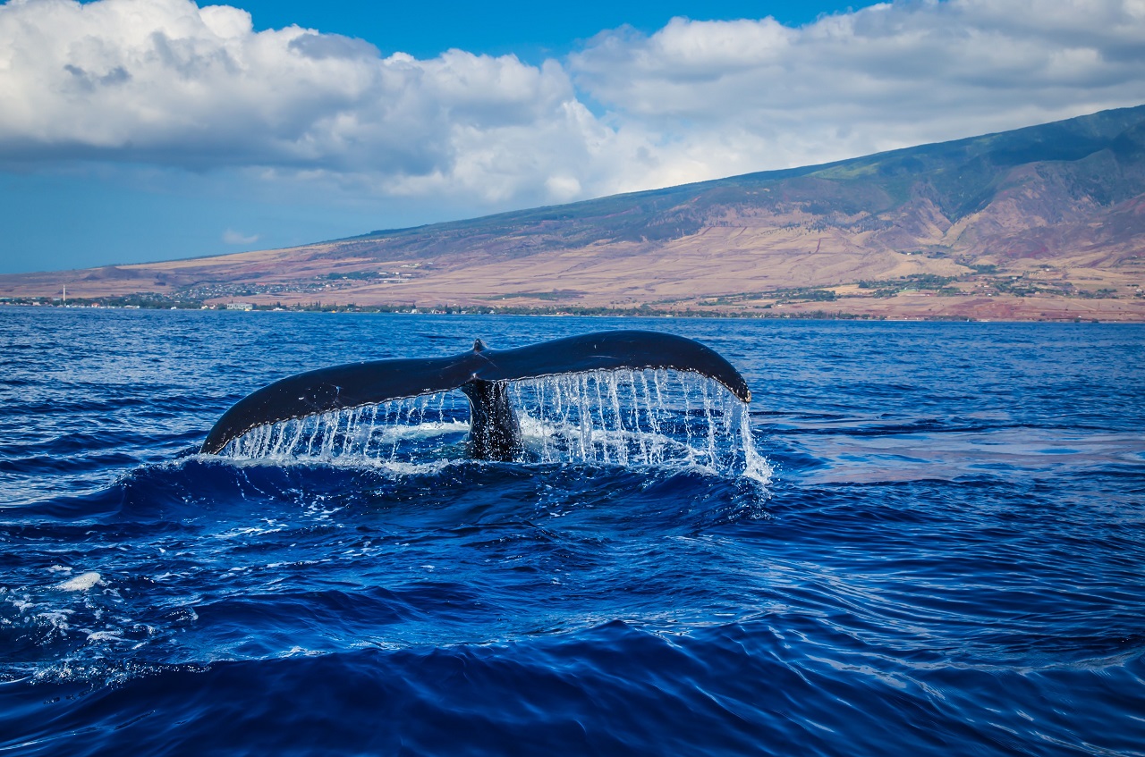 7 useful whale watching tips for beginners