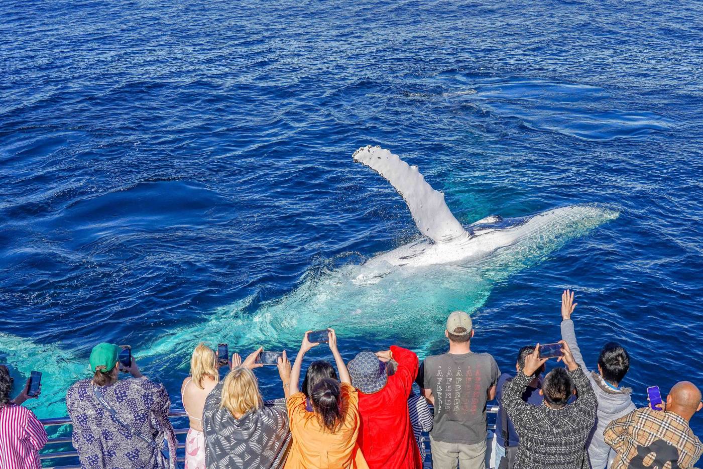 Whale Watching Gold Coast