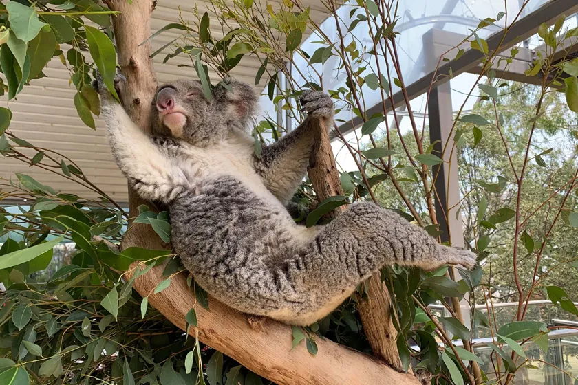 WILD-LIFE-Sydney-Zoo-sleeping-or-reaching-for-a-leaf