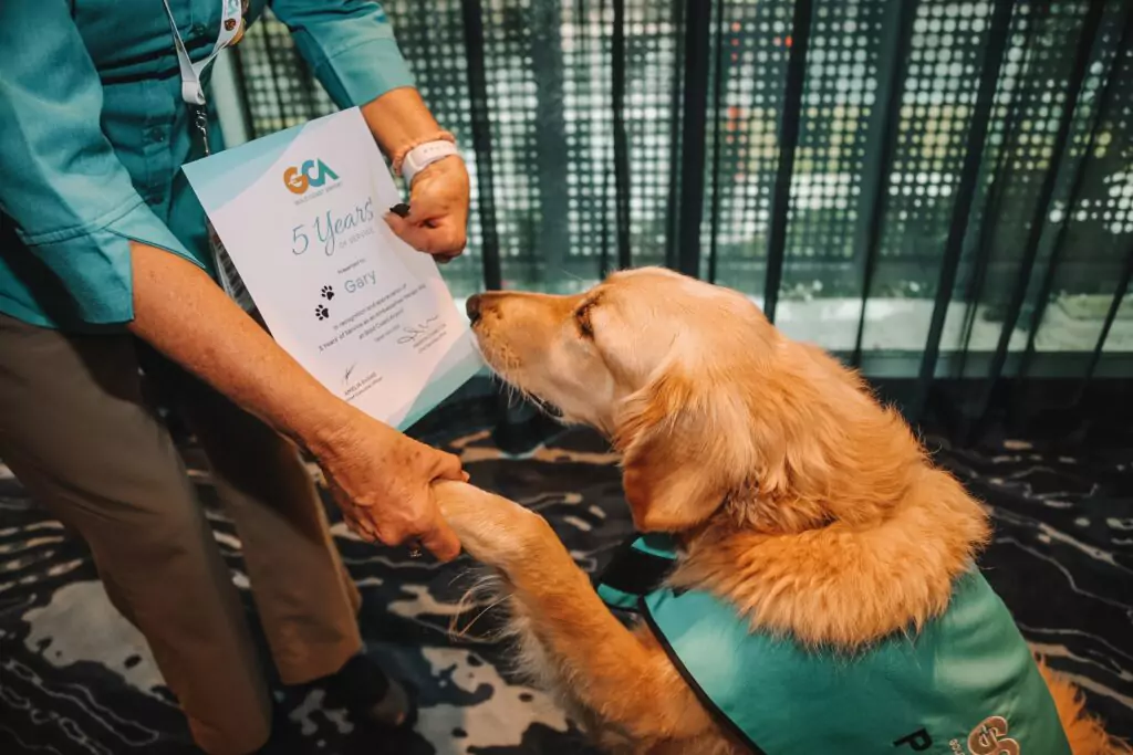 Gold-Coast-Airport- therapy dogs