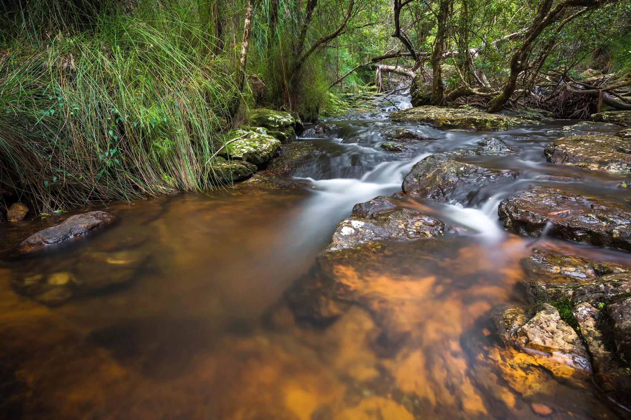 springbrook-plateau-springbrook-national-park